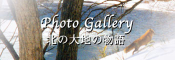 写真集・湖畔のたより・大沼国定公園,冬編